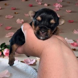 Tulip 2400 - Black and gold female Yorkshire Terrier puppy in Midland, Texas from Southern Yorkie Pies