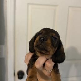 Viper - Wild boar male Dachshund puppy in Conroe, Texas from R&M Dachshunds