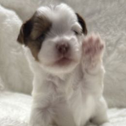 Triton AKC - Chocolate, tan and white male Yorkshire Terrier puppy in Labelle, Florida from Chocolate and Parti Yorkies in Florida