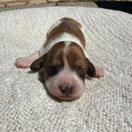 Boy 3 - Piebald male Dachshund puppy in Santa Rosa, California from Signature Mini Dachshunds