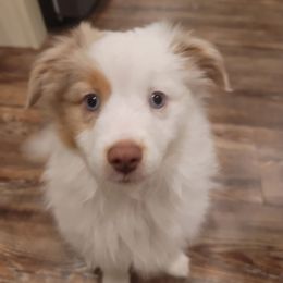 Azile - female Miniature Australian Shepherd puppy in Jacksonville, Florida from Jill's Miniature American & Australian Shepherds