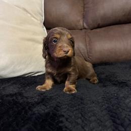 Bear - Chocolate and tan male Dachshund puppy in Camdenton, Missouri from Camden Line Dachshunds