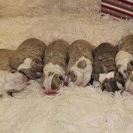 Boston Terrier Puppies from Tellier's AKC Boston Terriers Missouri