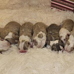 Boston Terrier Puppies from Tellier's AKC Boston Terriers Missouri