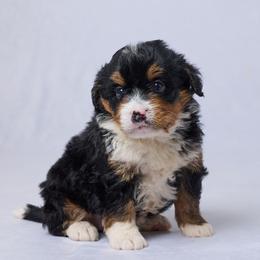 Arya - Tri-color female Bernedoodle puppy in Apple Creek, Ohio from Grandeur Valley Puppies