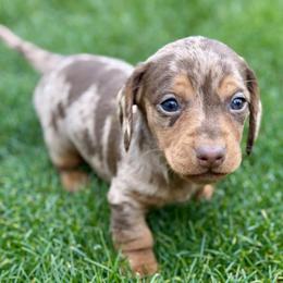 Marble - Dapple male Dachshund puppy in Salem, Oregon from Longdox Mini Dachshunds