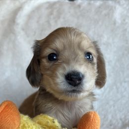Bambi - Dapple Dachshund puppy in Groveport, Ohio from Brobst Farm