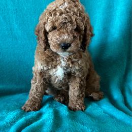 F55 - Sable female Goldendoodle puppy in West Point, Iowa from Jim Anderson