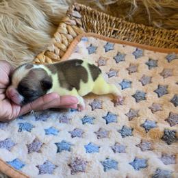 (M1) - White and fawn male French Bulldog puppy in Springfield, Missouri from #1 Frenchies aka Nokie's Bullies