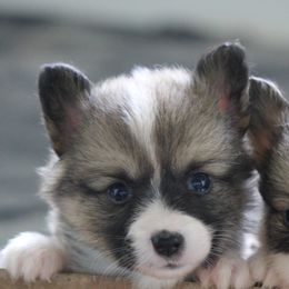 American Corgi, French Bulldog, and Pembroke Welsh Corgi Puppies from Moonstone Corgis & Frenchies