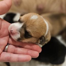 Red boy - Red male Pembroke Welsh Corgi puppy in Corvallis, Montana from Montana Corgi Corral