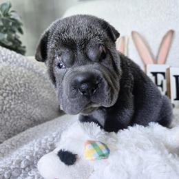Chinese Shar-Pei Puppies from DCSHARPEI