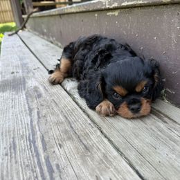 Cavalier King Charles Spaniel Puppies from Pretty Prairie Cavaliers