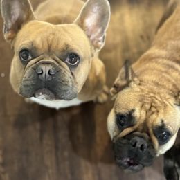 French Bulldogs from House of Royals Bulldogs