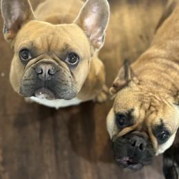 French Bulldogs from House of Royals Bulldogs