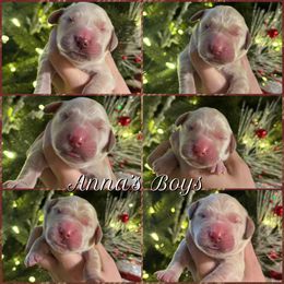 Boy 4 - Golden male Golden Retriever puppy in Harrisburg, North Carolina from Bunn Ranch Goldens & Bernese