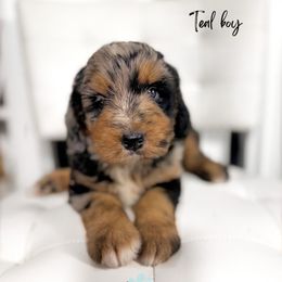 Teal boy - Merle male Bernedoodle puppy in Valdese, North Carolina from Doodling All Day Goldendoodles