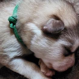 Lilly, green collar girl - Red and white female Alaskan Malamute puppy in Grayson County, Virginia from River Bend Malamutes