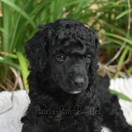 Poodle Puppies from Anna-Ash Poodles