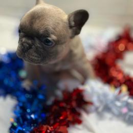 Athena - Blue fawn female French Bulldog puppy in Mountain View, Missouri from MO Frenchie Kisses