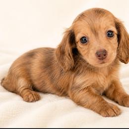Simone (red shaded brindle) - Dapple female Dachshund puppy in Sebring, Florida from Mini Weenies