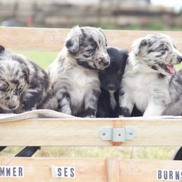 Australian Shepherd Puppies from Hammer Aussies