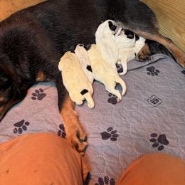Boy 2 - Blue male Australian Cattle Dog puppy in Valley Mills, Texas from Bottoms Up Cattle Dogs