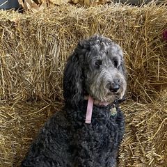Remi  - Double Doodle