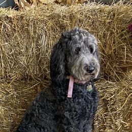 Remi  - Double Doodle