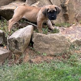 Boerboel Puppies from Indian Ridge Boerboels