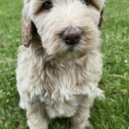 Aussiedoodles, Goldendoodles, and Labradoodles from Adirondack Labradoodles