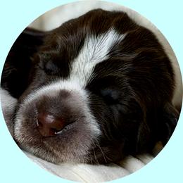 Boy 5 - Brown and gray male Wirehaired Pointing Griffon puppy in Milton, Florida from Dry Branch