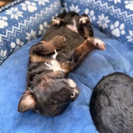 Macchiato - Tri-color male Bernedoodle puppy in Toledo, Ohio from Avery Doodle Day LLC