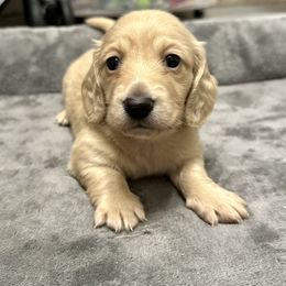 Male 3 - Cream male Dachshund puppy in Hensley, Arkansas from Fink Dachshund Farm - Central Arkansas