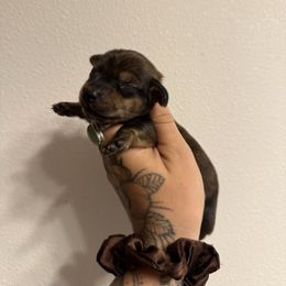 Rukia - Cream female Dachshund puppy in Grants Pass, Oregon from Redwood Dachshunds