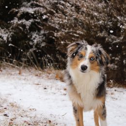 Miniature Australian Shepherd and Toy Australian Shepherd All Grown Up from Elk Creek Aussies