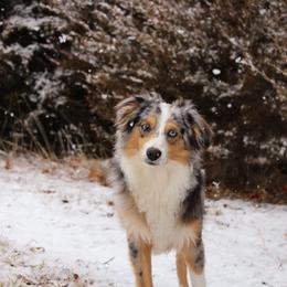 Miniature Australian Shepherd and Toy Australian Shepherd All Grown Up from Elk Creek Aussies