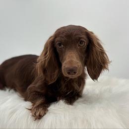 Karma - Dachshund