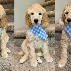Poodle Puppies from StylishStandards