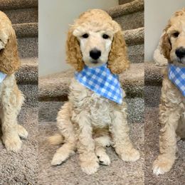 Poodle Puppies from StylishStandards