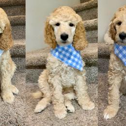 Poodle Puppies from StylishStandards