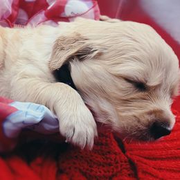 Golden Retriever Puppies from Great Lakes Golden Retreivers