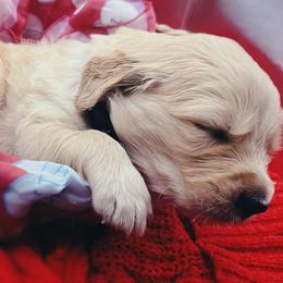 Golden Retriever Puppies from Great Lakes Golden Retreivers