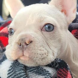 French Bulldogs from Apollo and Witches