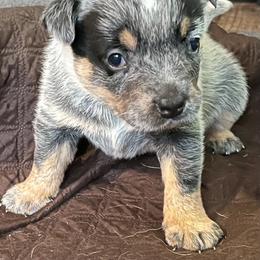 Liberty - Blue speckled female Australian Cattle Dog puppy in Sneedville, Tennessee from JoAnn's Australian Cattle Dogs