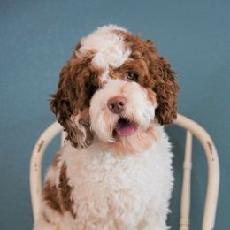 Hoosier Daddy - Cockapoo