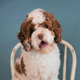 Hoosier Daddy - Cockapoo