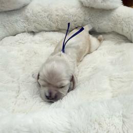 Maggie - Buff female Cocker Spaniel puppy in Ocala, Florida from Ray of Sunshine Spaniels LLC