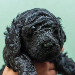 Blue - Black male Poodle puppy in Palmetto, Georgia from Renders Poodles