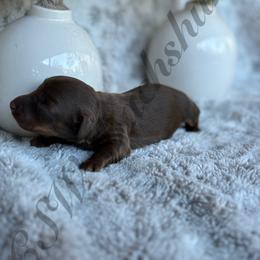 Dachshund Puppies from CSW Dachshunds